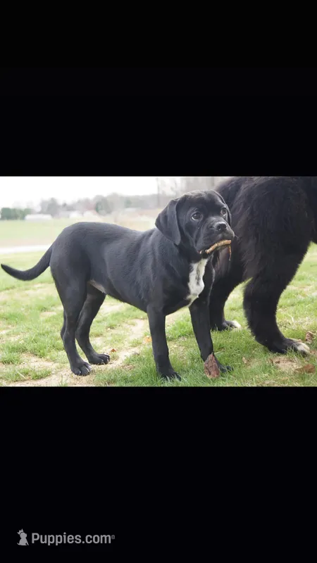 Holly – Puggle puppy for sale in Apple Creek, OH