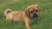 cal, a male Puggle for sale in Apple Creek, OH – 5 of 6
