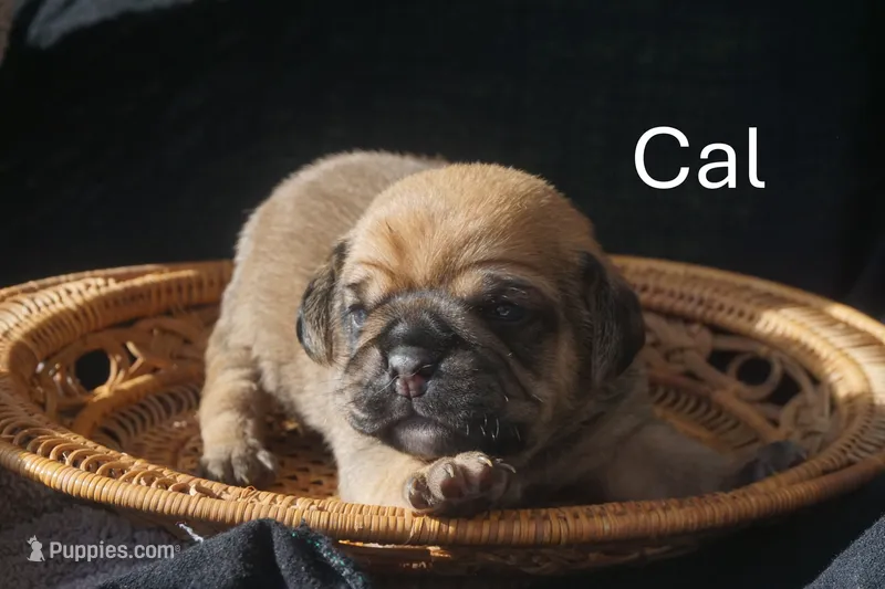 cal – Puggle puppy for sale in Apple Creek, OH