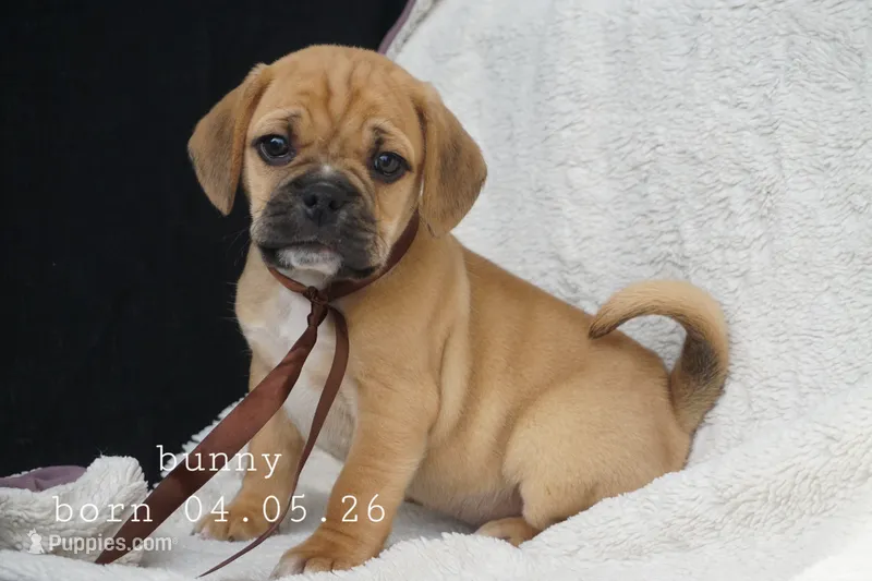 Bunny – Puggle puppy for sale in Apple Creek, OH