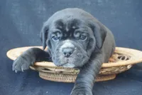 Finely, a male Puggle for sale in Apple Creek, OH – 3 of 5