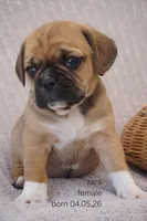 Zara, a female Puggle for sale in Apple Creek, OH – 1 of 3