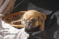 Banks, a male Puggle for sale in Apple Creek, OH – 1 of 4