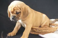Patch, a male Puggle for sale in Apple Creek, OH – 3 of 7