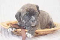 Fern, a female Puggle for sale in Apple Creek, OH – 2 of 4