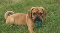 cal, a male Puggle for sale in Apple Creek, OH – 4 of 6