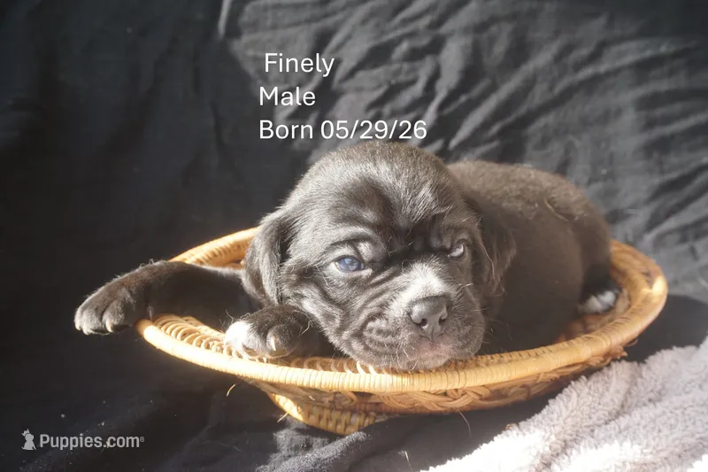 Finely – Puggle puppy for sale in Apple Creek, OH
