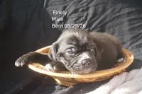 Finely, a male Puggle for sale in Apple Creek, OH – 1 of 4