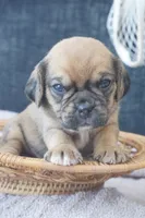 cal, a male Puggle for sale in Apple Creek, OH – 4 of 4