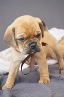 Suki , a male Puggle for sale in Apple Creek, OH – 4 of 4