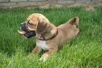 Aker, a male Puggle for sale in Apple Creek, OH – 8 of 9