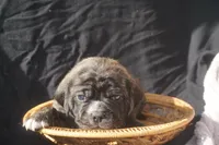 Lilly, a female Puggle for sale in Apple Creek, OH – 3 of 4