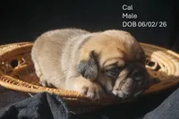 cal, a male Puggle for sale in Apple Creek, OH – 2 of 2
