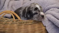 Frost, a male Puggle for sale in Apple Creek, OH – 3 of 5