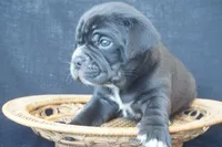 Finely, a male Puggle for sale in Apple Creek, OH – 2 of 5
