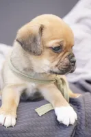 Bear, a male Puggle for sale in Apple Creek, OH – 4 of 4