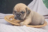 Banks, a male Puggle for sale in Apple Creek, OH – 4 of 5