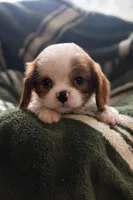 Callie, a female Cavalier King Charles Spaniel for sale in Hardwick, MA – Photo 2 of 3