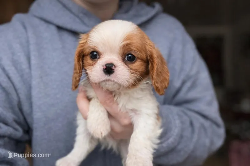 Callie – Cavalier King Charles Spaniel puppy for sale in Hardwick, MA