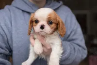 Callie, a female Cavalier King Charles Spaniel for sale in Hardwick, MA – Photo 1 of 3