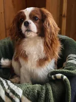 Callie, a female Cavalier King Charles Spaniel for sale in Hardwick, MA – Photo 3 of 3