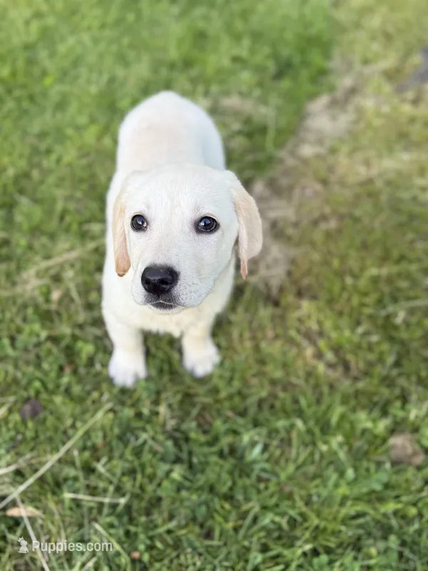 Luna – Labrador Retriever puppy for sale in Hardwick, MA