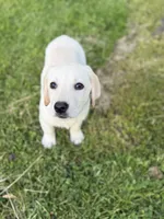 Luna, a female Labrador Retriever for sale in Hardwick, MA – 1 of 3