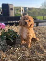 Minnow , a female Miniature Goldendoodle for sale in Hardwick, MA – 1 of 3