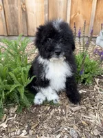 Gibby , a male Miniature Goldendoodle for sale in Hardwick, MA – 1 of 4