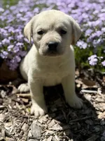 Clover, a female Labrador Retriever for sale in Hardwick, MA – 2 of 2