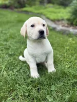 Waylon , a male Labrador Retriever for sale in Hardwick, MA – 5 of 6