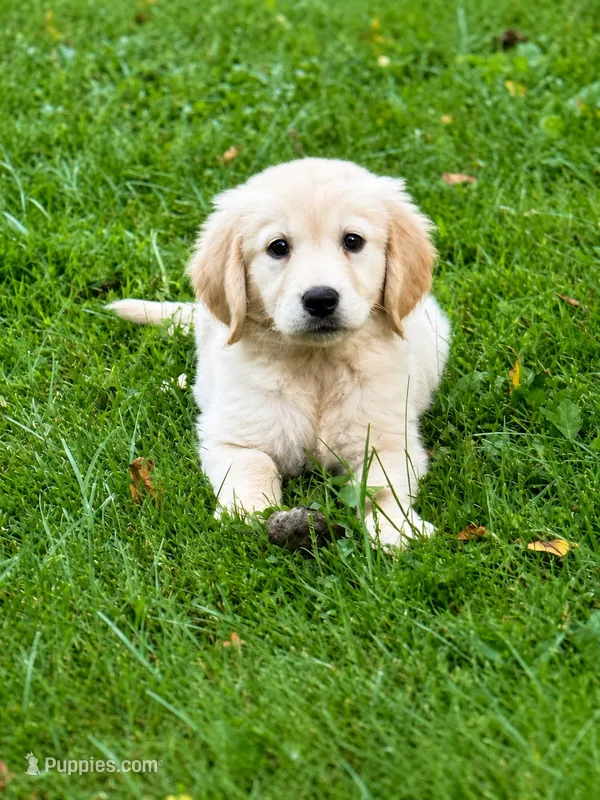 Buck – Golden Retriever puppy for sale in Hardwick, MA