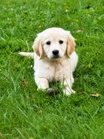 Buck, a male Golden Retriever for sale in Hardwick, MA – 1 of 2