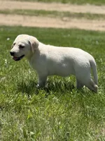 Luna, a female Labrador Retriever for sale in Hardwick, MA – 2 of 5