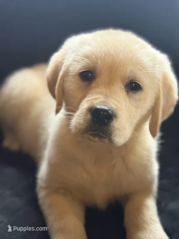 Cammy – Labrador Retriever, English Cream Golden Retriever puppy for sale in Hardwick, MA