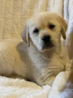 Cammy, a male Labrador Retriever and English Cream Golden Retriever for sale in Hardwick, MA – Photo 2 of 2