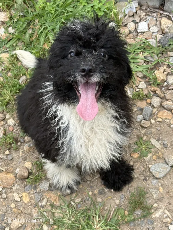 Gibby – Miniature Goldendoodle puppy for sale in Hardwick, MA