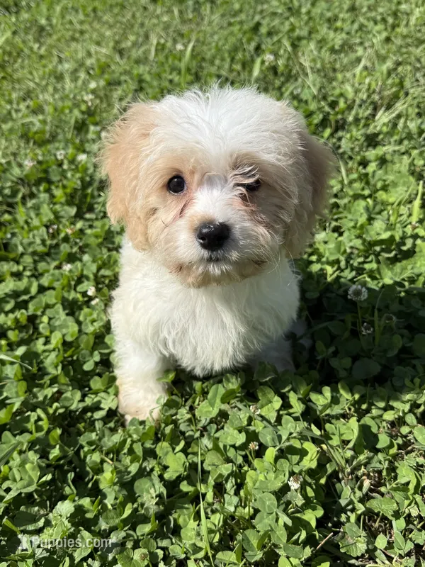 Buddy – Cavachon puppy for sale in Hardwick, MA