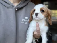 Manny, a male Cavalier King Charles Spaniel for sale in Hardwick, MA – 2 of 5