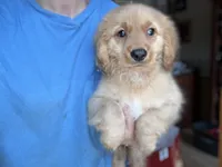 Regis, a male Miniature Golden Retriever for sale in Hardwick, MA – 2 of 3
