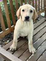 Ulysses , a male Labrador Retriever for sale in Hardwick, MA – 1 of 1