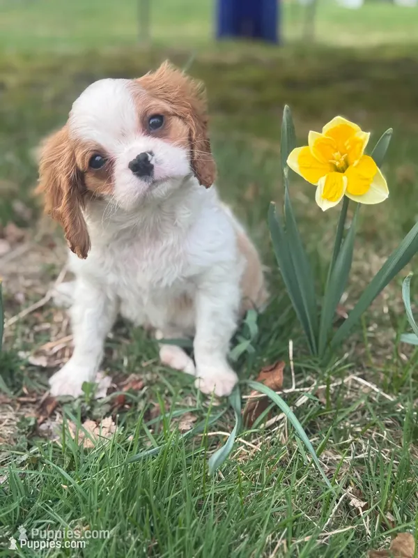Caleb – Cavalier King Charles Spaniel puppy for sale in Hardwick, MA