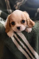 Caleb, a male Cavalier King Charles Spaniel for sale in Hardwick, MA – Photo 3 of 3