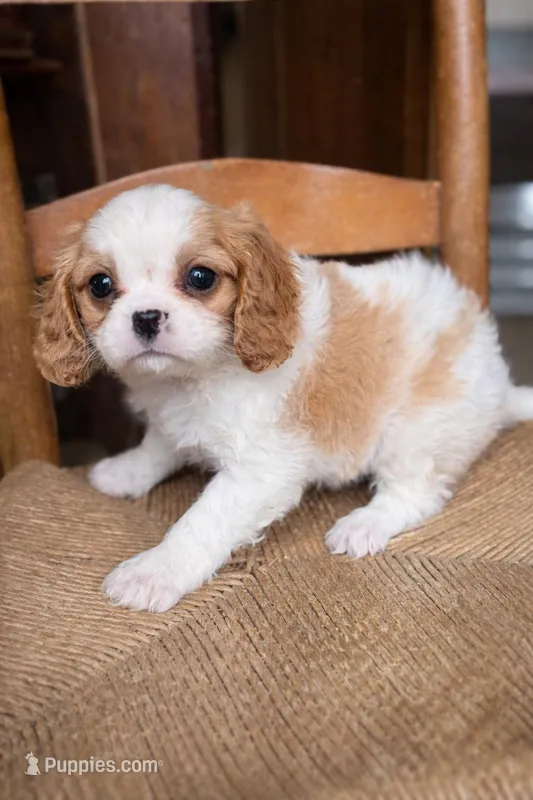 Caleb – Cavalier King Charles Spaniel puppy for sale in Hardwick, MA