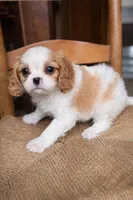 Caleb, a male Cavalier King Charles Spaniel for sale in Hardwick, MA – Photo 1 of 3