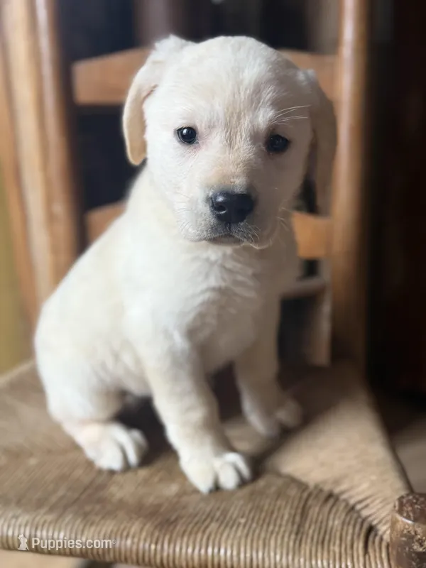 Rowan – Labrador Retriever puppy for sale in Hardwick, MA