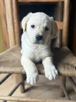 Rowan, a male Labrador Retriever for sale in Hardwick, MA – Photo 3 of 3