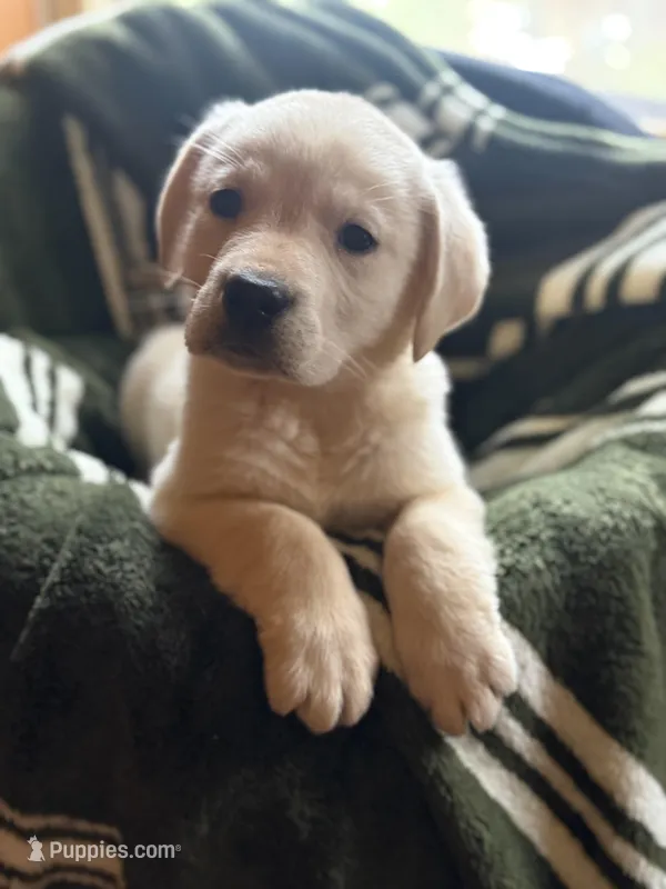 Rowan – Labrador Retriever puppy for sale in Hardwick, MA