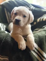 Rowan, a male Labrador Retriever for sale in Hardwick, MA – Photo 2 of 3