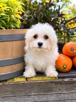 Jocelyn , a female Cavachon for sale in Hardwick, MA – 2 of 3